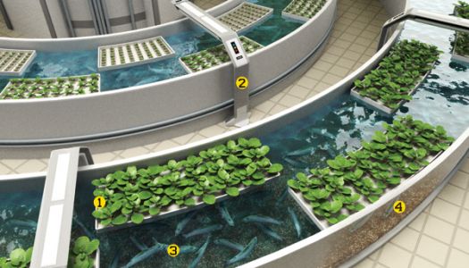 Aquaponics/Future Farm