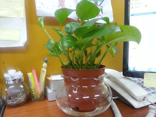 Stressed at work? Put potted plants on your desk might help!