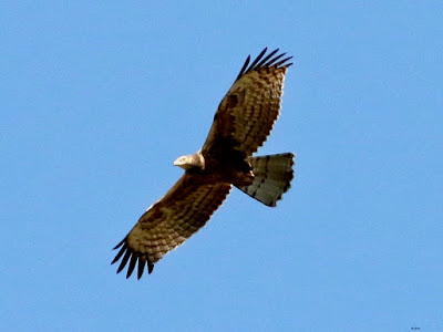 Oriental Honey-buzzard