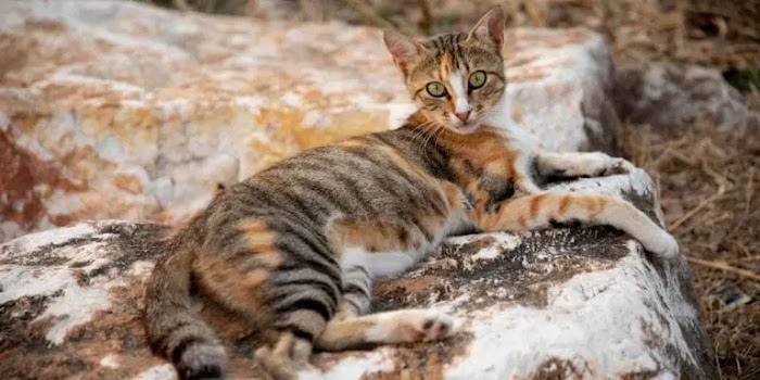 The Unique Sokoke Cat Breed: Affectionate and Low Maintenance