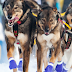 Iditarod 52 top "ten"