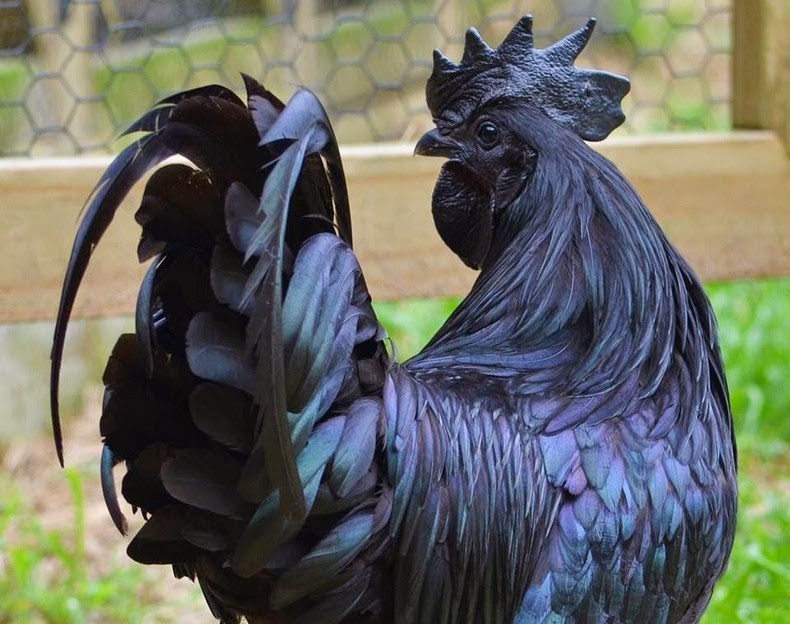 ayam-cemani-7 ayam-cemani-7