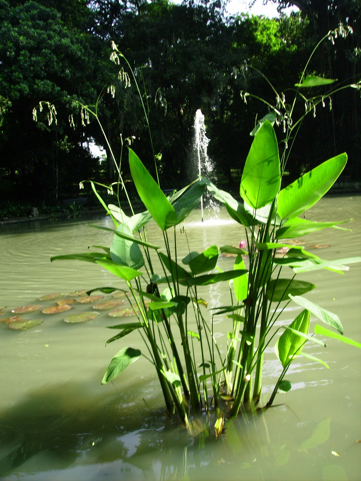 IKAN KONSUMSI IKAN HIAS SUKABUMI Definisi Tumbuhan Air