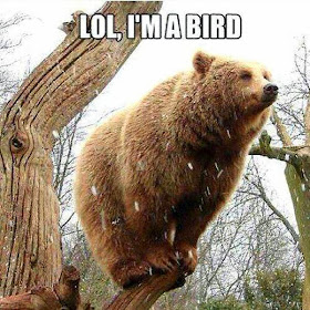 30 Funny animal captions - part 18 (30 pics), funny bear meme, lol i'm bird