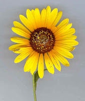 Sunflower Oil Can Improve Human Maximum Running Speed