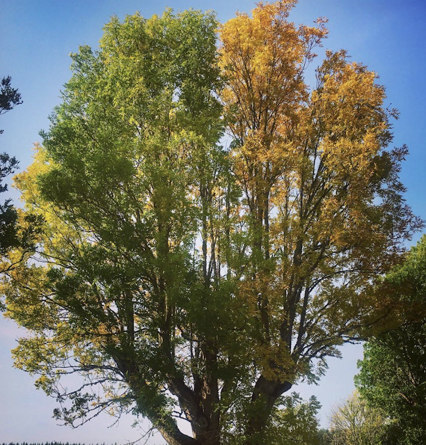 träd i höstfärger