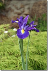 blue-iris