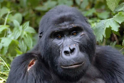 gorilla-trekking-bwind
