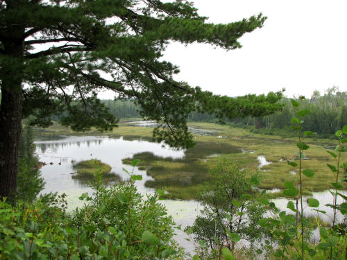 wetland