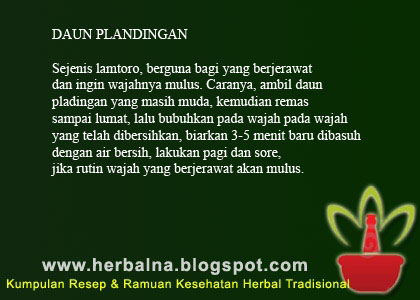 DAUN PLANDINGAN Sejenis lamtoro, berguna bagi yang berjerawat dan ingin wajahnya mulus. Caranya, ambil daun pladingan 