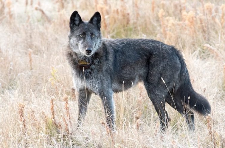 A Trophy Hunter Shot And Killed A Famous Yellowstone Wolf ‘Spitfire’