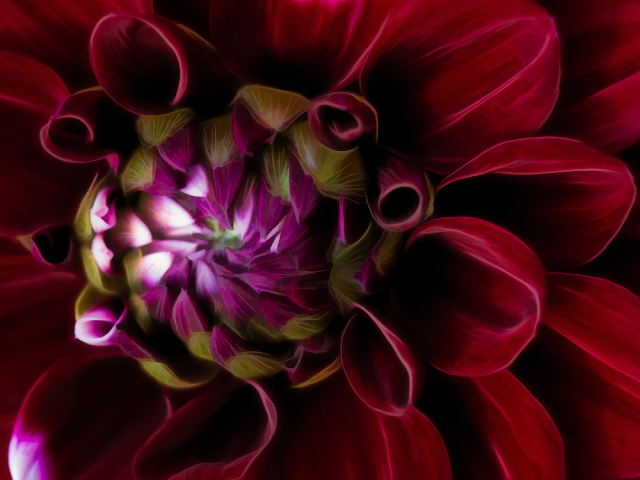 Foto van een dieprode dahlia, foto gemaakt door Mandy Naleli op Unsplash