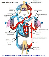 Mekanisme Sistem Peredaran Darah Pada Manusia