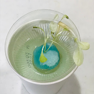 スポンジに植え替えたサニーレタス