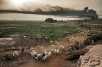 Cattle grazing outside Sokoto, Nigeria, where large-scale farming is in conflict with local communities. (Credit: Luis Tato/Agence France-Presse — Getty Images)