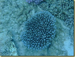 Coral 2