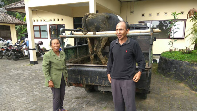 Gara-Gara Pinjam Sapi Tetangga Tanpa Izin, Slamet Rayakan Lebaran di Hotel Prodeo