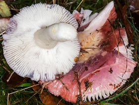 Russula species, probably R. fragilis, Fragile Brittlegill.  Keston Common, 9 November 2014.