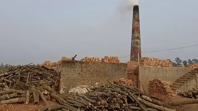 ঘাটাইলে অবৈধ ইটভাটায় পুড়ছে বনের কাঠ, হুমকিতে পরিবেশ