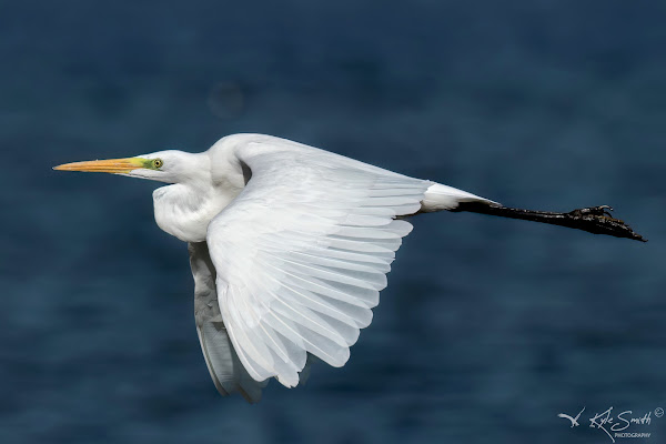 Great white egret