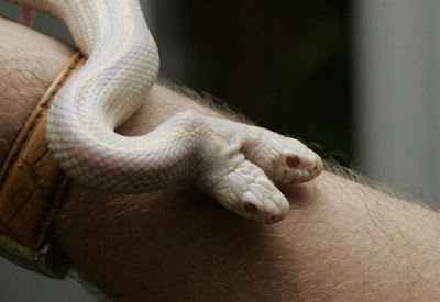 Weird Albino Snake pictures with Two Heads