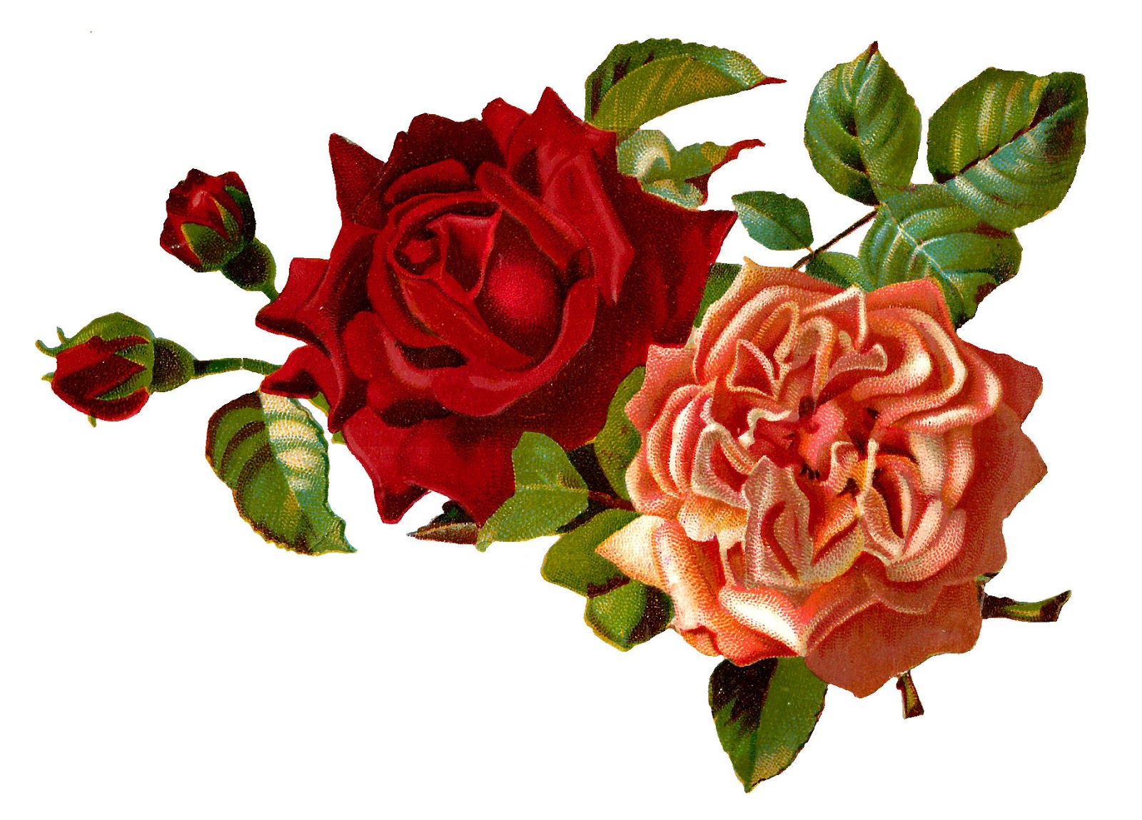 Rose Floral Design 6