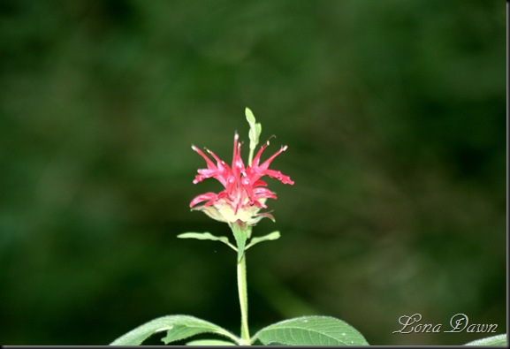 WNP_BeeBalm