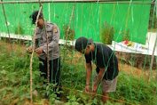 Kanit Binmas Polsek Serbajadi Dorong Tingkatkan Produktifitas Pertanian Warga