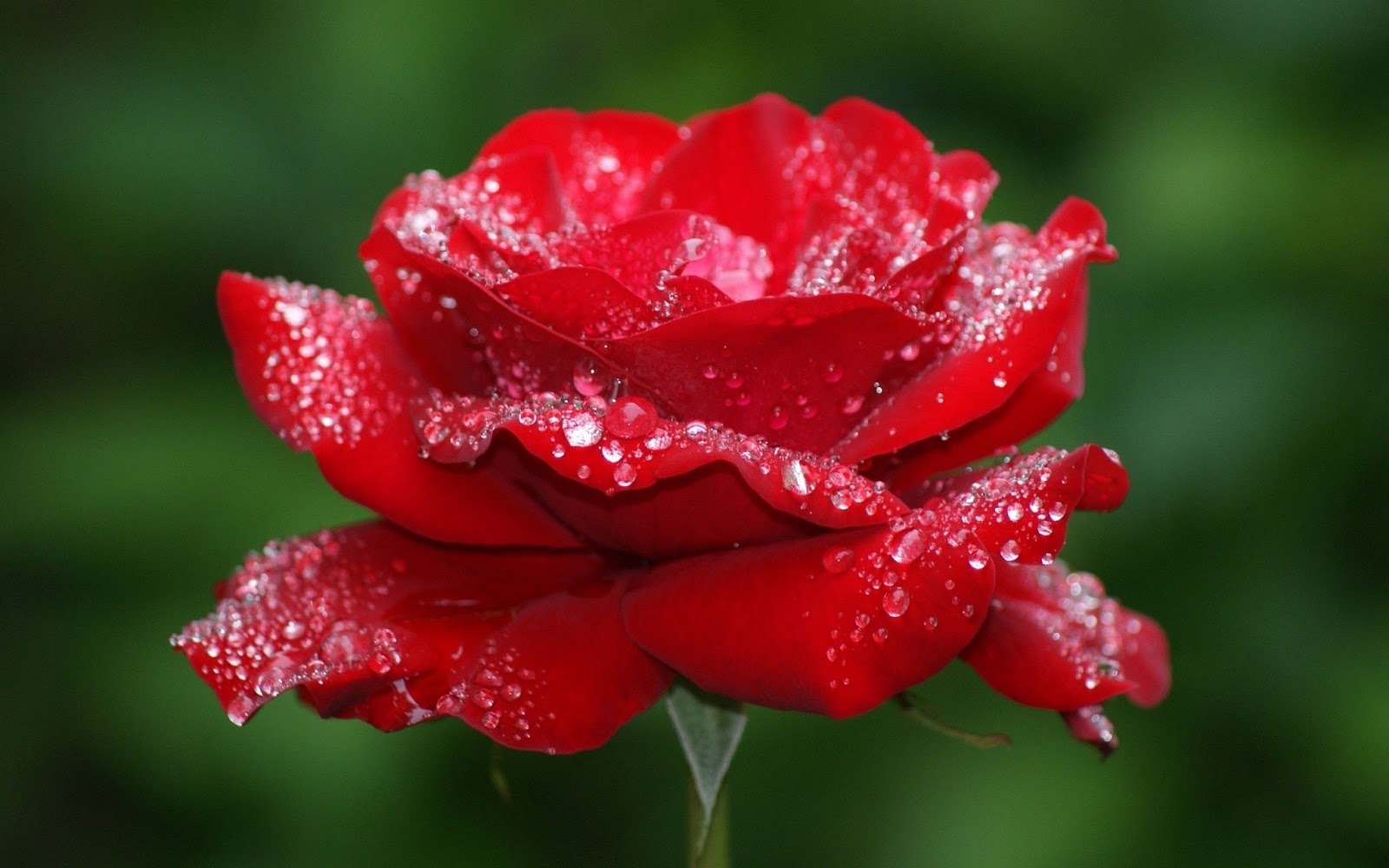 Best Red Roses Wallpapers Natural Full HD Download Free ...