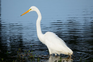 Great Egret