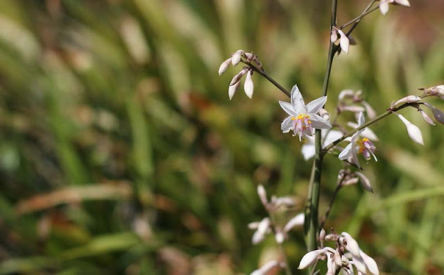 Arthropodium Cirratum Flowers Pictures