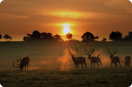 Beautiful_Pictures_Of_Animal_Photography_5