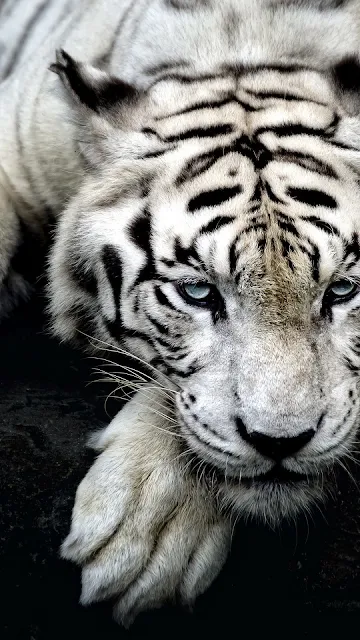 Papel de Parede Tigre Branco Grátis