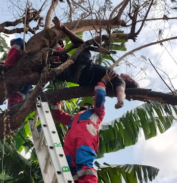 Pria Mabuk Tidur Diatas Pohon Dievakuasi Tim Damkar.