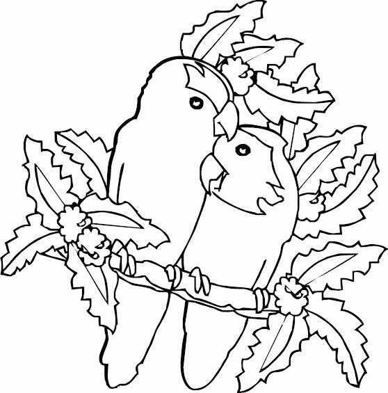 Mewarnai Gambar Burung Cinta/Love Bird - Contoh Anak PAUD