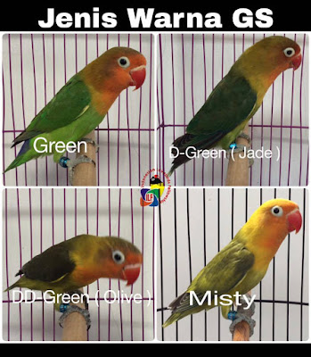 Lovebird yang banyak beredar dipasaran saat ini yaitu dari  Mengenal Lovebird Fischeri Green Series