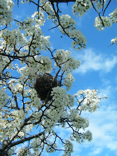 looking up, you see tree branches covered in snowy white blossoms; a bird's nest is right in the middle and in the background is bright blue sky with a few white wisps of cloud