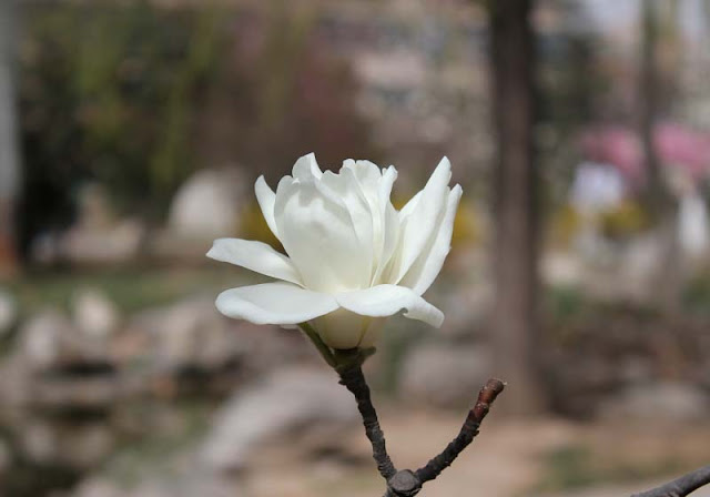 Magnolia Flower Pictures