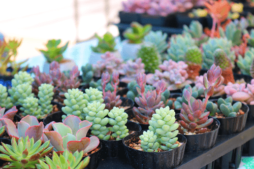 image of assorted live succulents 