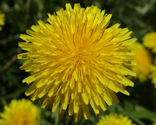 Dandelion