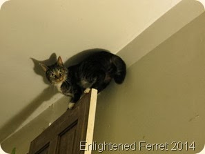 IMG_1146