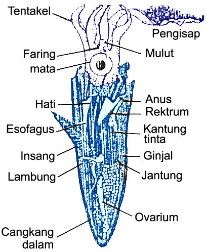 Laporan klasifikasi dan  struktur anatomi Molusca Mencoba 