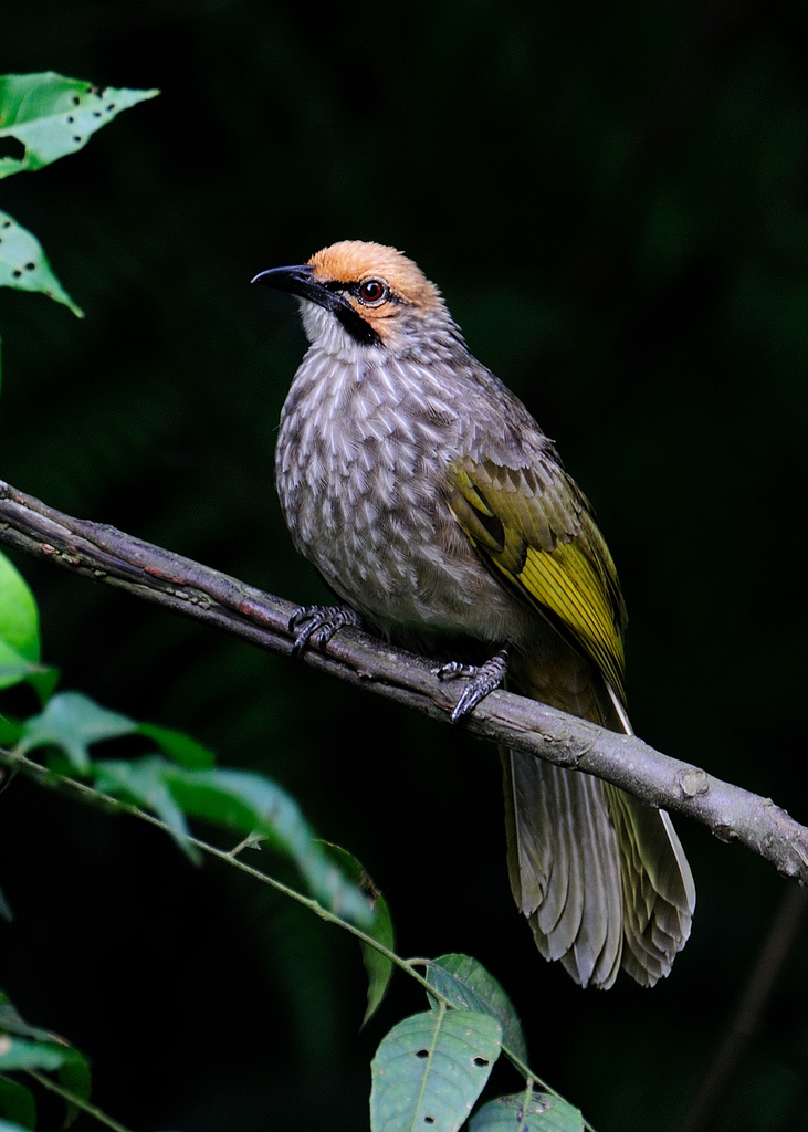  Gambar Burung Cucak Rowo Yang Indah Dan Mempesona