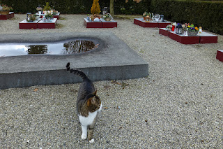 Eine Katze besucht die Urnengräber auf dem Friedhof Meisenhard in Olten.