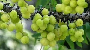 what is indian gooseberry 