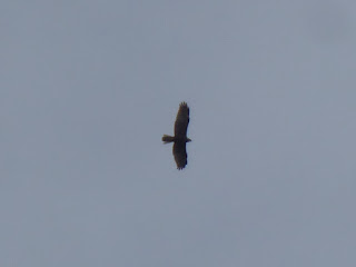 Marsh Harrier