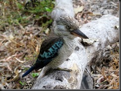 180502 131 Cooktown Kookaburra