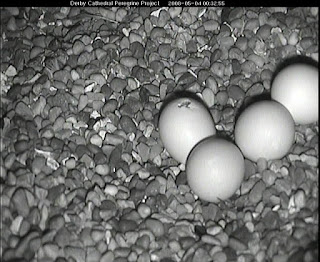 Our first egg has pipped. Click image to enlarge.