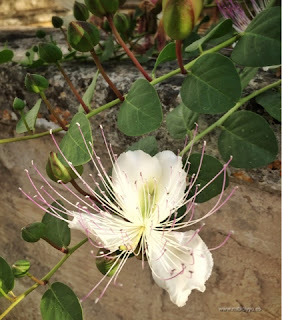 Flor de Alcaparra