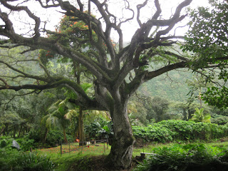 The most interesting tree in Waipi'o Valley